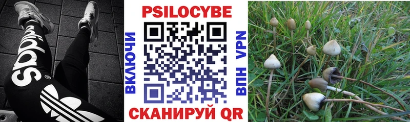 что такое   Донской  Псилоцибиновые грибы Cubensis 